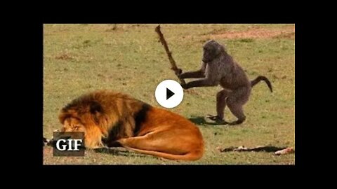 Funny Animals Videos on Loop