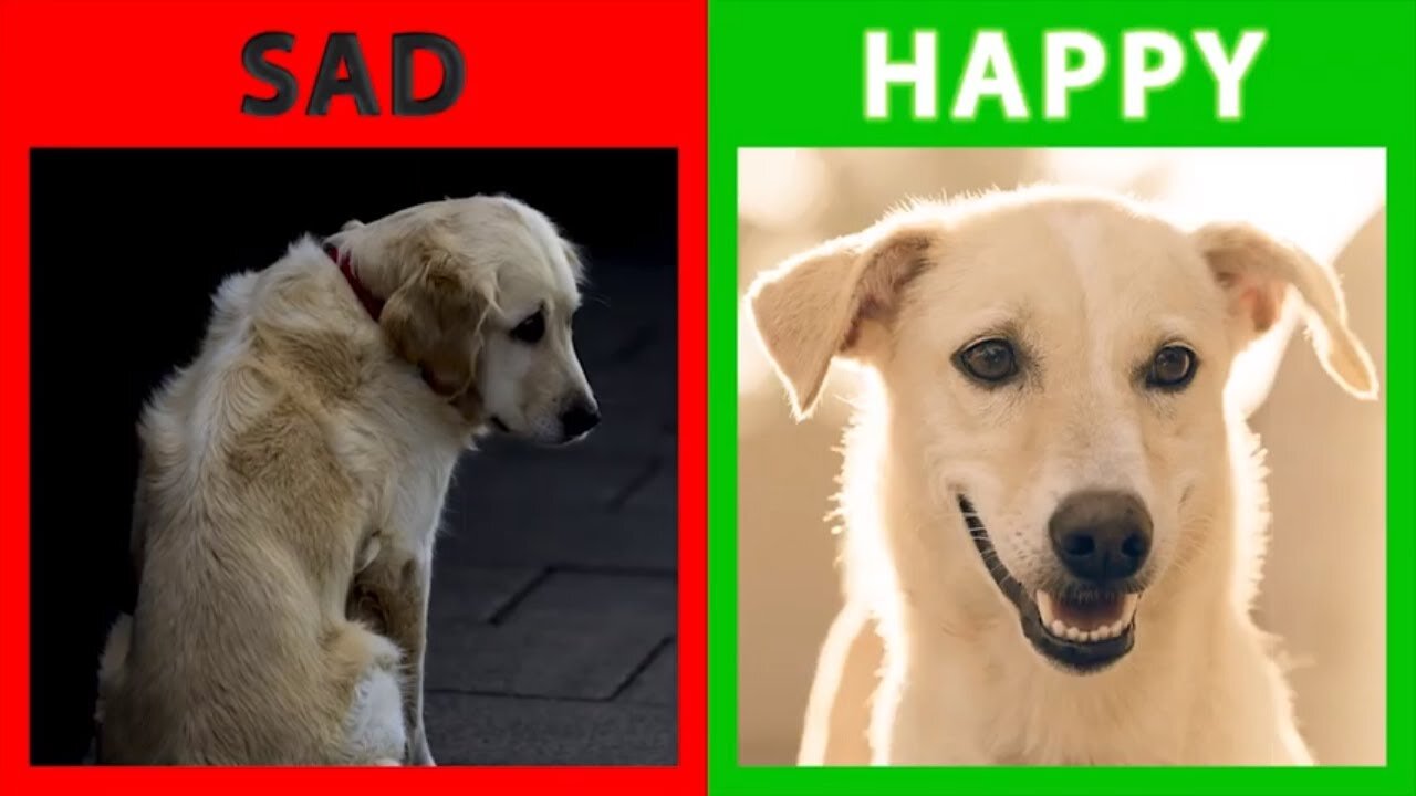 🐕 Is Your Dog Happy Or Sad? Top 10 Signs Your Dog Is Happy With You ! Animal Video