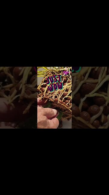 🙆🏼‍♀️🥵 She NEEDED Convincing! 🔨💪🏼 Insanely gorgeous Dendrobium Roots! #ninjaorchids #orchids