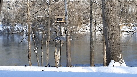 COLD SUNNY MORNING AT THE FEEDER