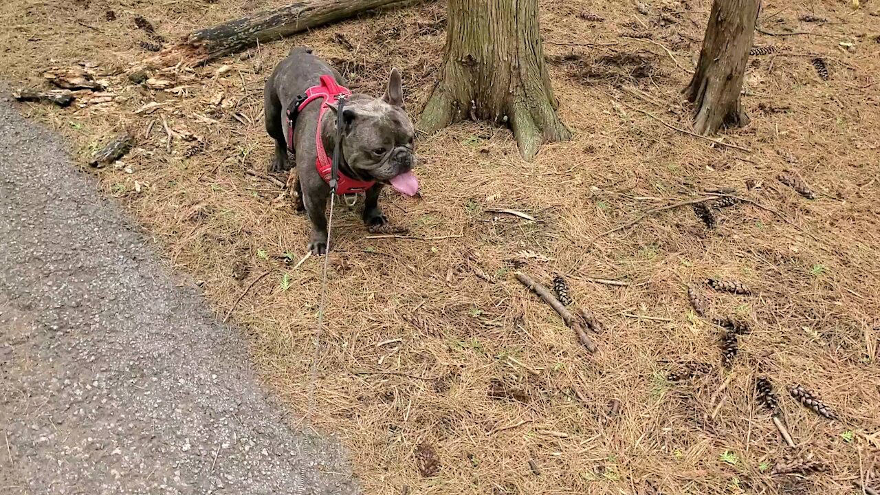 French bulldog out on a nature walk