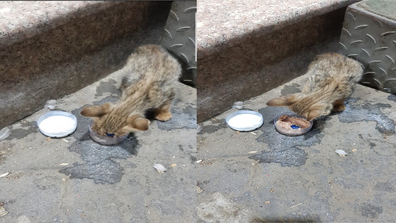 Hungry Cat Eating Tuna And Drinking Mike