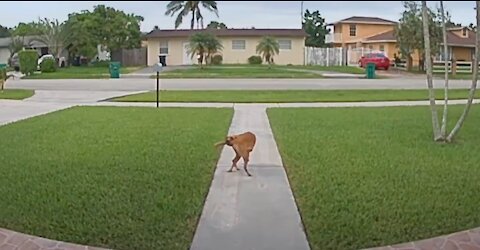 Dog Walking While Holding His Tail