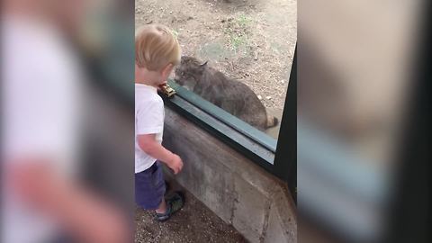 A Toddler Boy VS A Baby Tiger