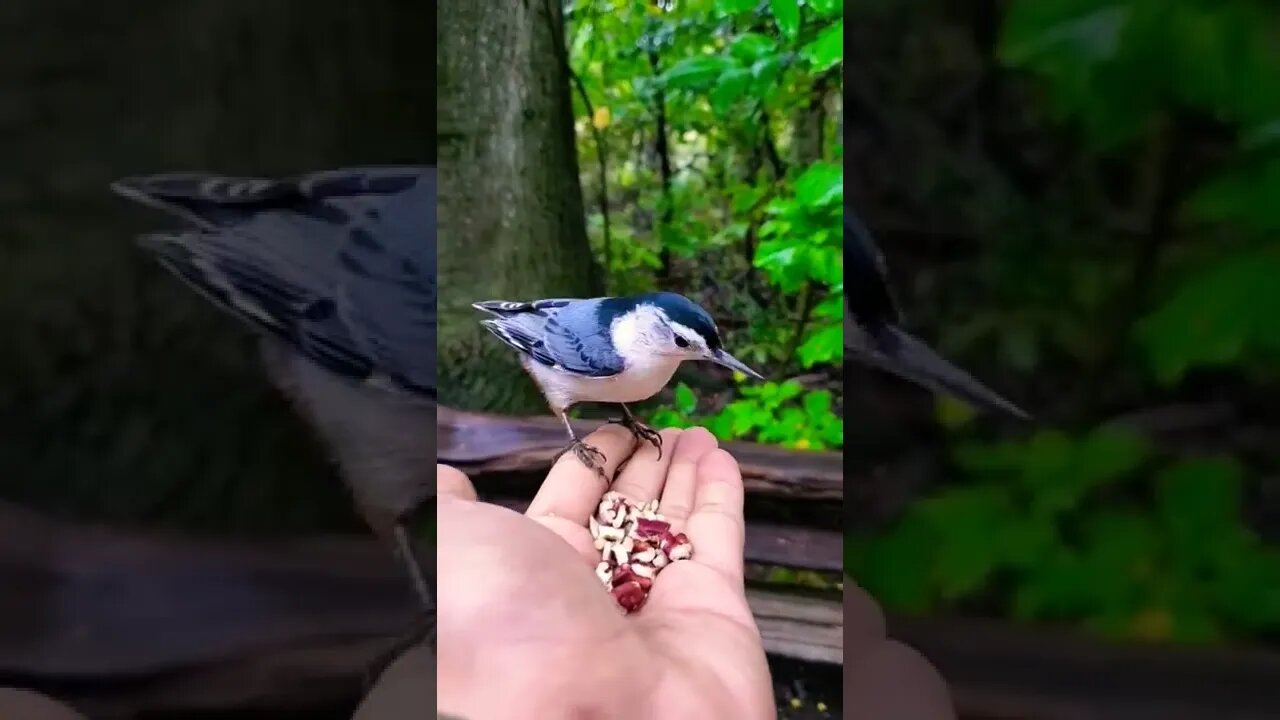 This is best animals Nature place Lovely💚💞 moments and🦃🦜 sounds #Shorts#animal#Youtubepets&_animals