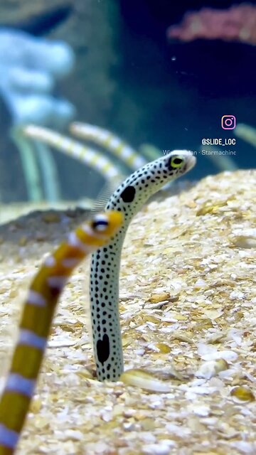 Missouri Aquarium In Springfield