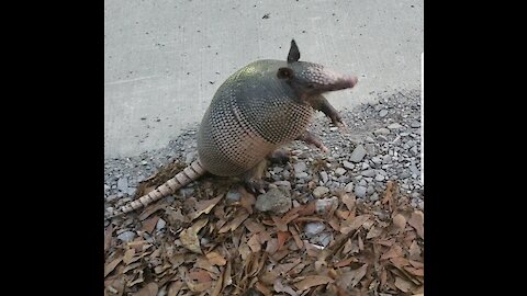 Curious armadillo