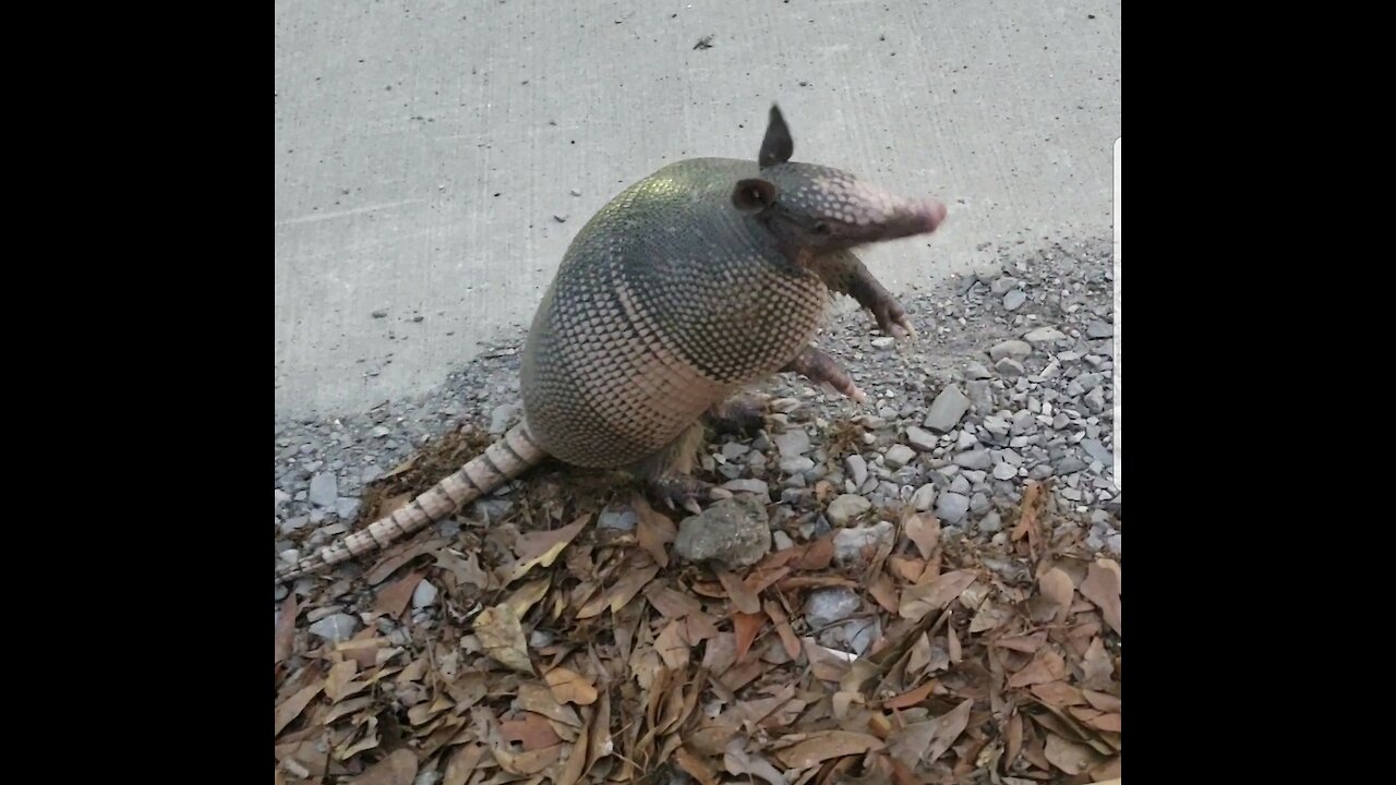 Curious armadillo