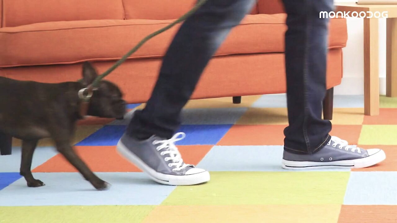 How to house train your puppy tip and tricks 2021
