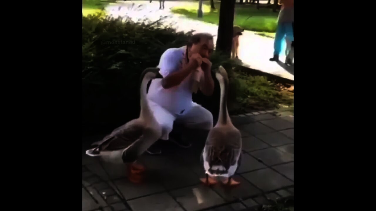 Ducks 🦢 are listening this beautiful Music 🎵 | #Shorts #Animals #Duck