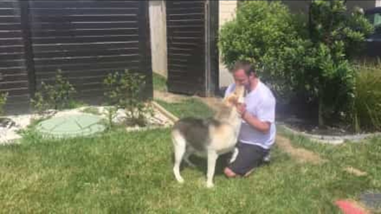 Cão reencontra dono e não segura a emoção