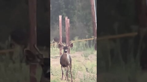 Spike Mule Deer staring at us. #muledeer