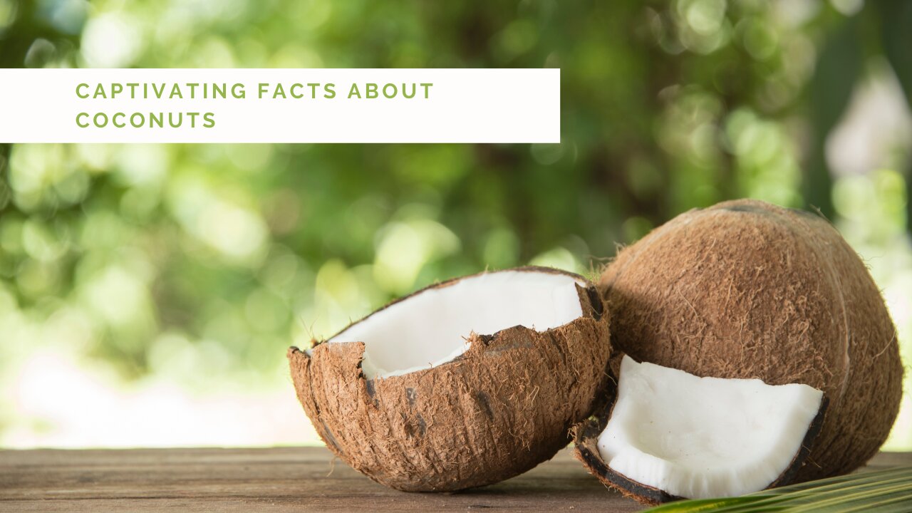 4 Captivating Facts About Coconuts