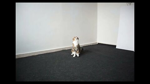 Cat Photography