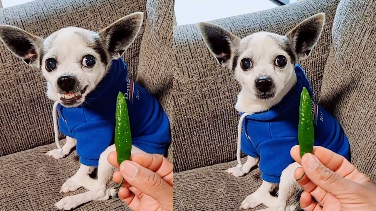 Dog gets Upset because he didn’t get the treat he wanted