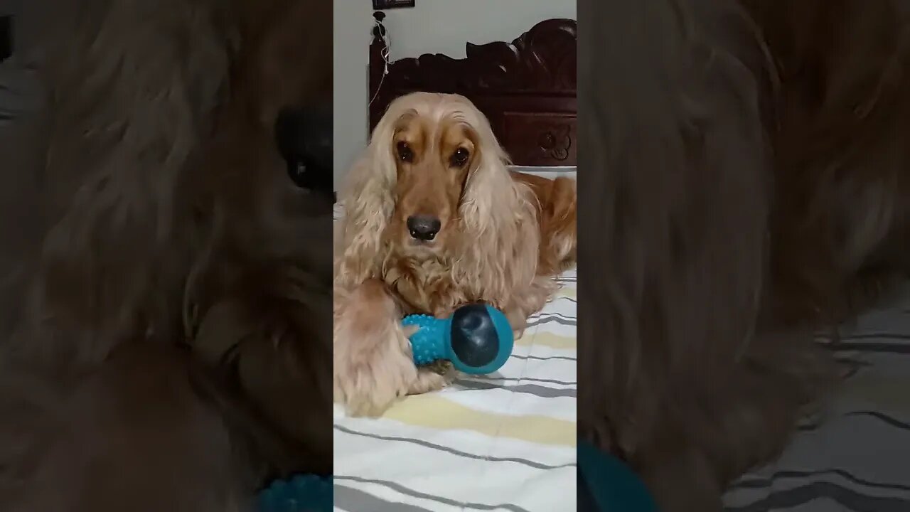 #dogshow , #animals , #dogs , #shorts