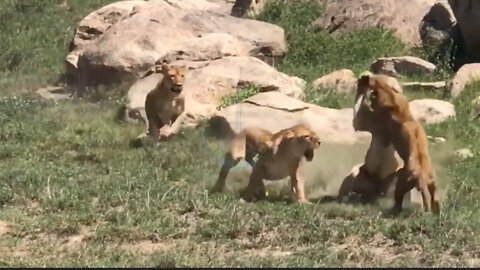 Lion vs Tiger fight - Animal fighting - Old Lion Fight
