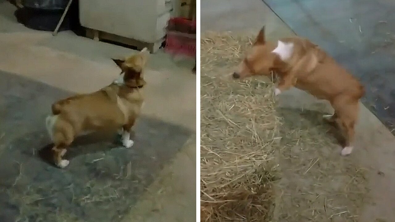 Dog sees block of straw flying and runs after