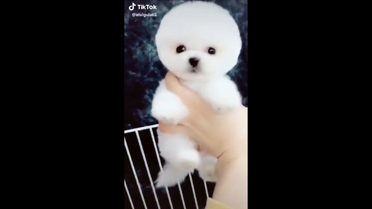 Cute little dog