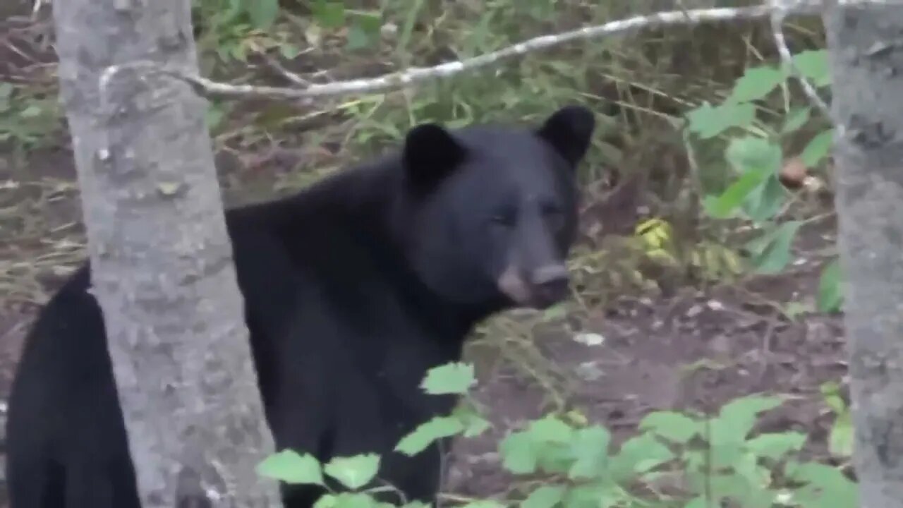 Minnesota opening day bear hunt