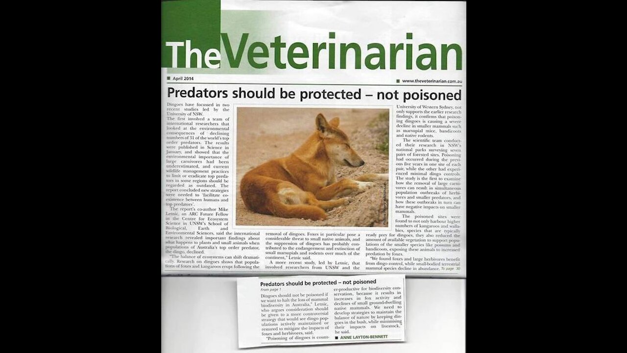 Dingoes Should be Protected – Not Poisoned