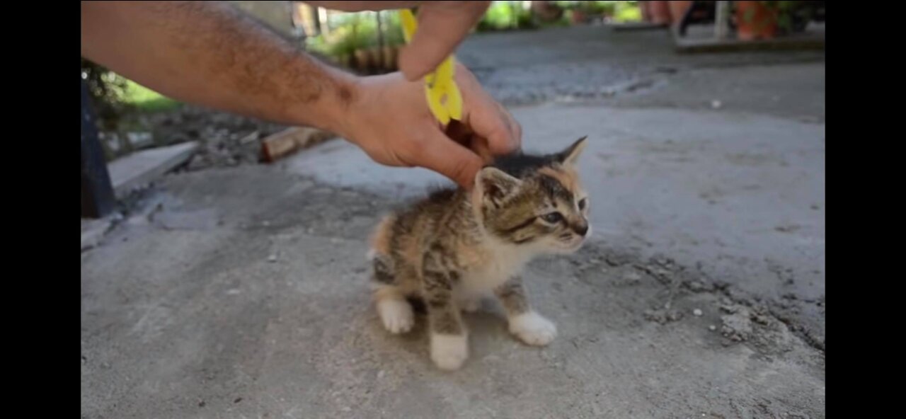 How to deactivate you cat instantly!