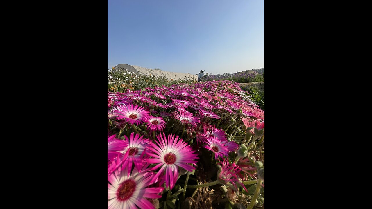 “Mesmerizing Blooms: A Flower Photography Journey”🌸