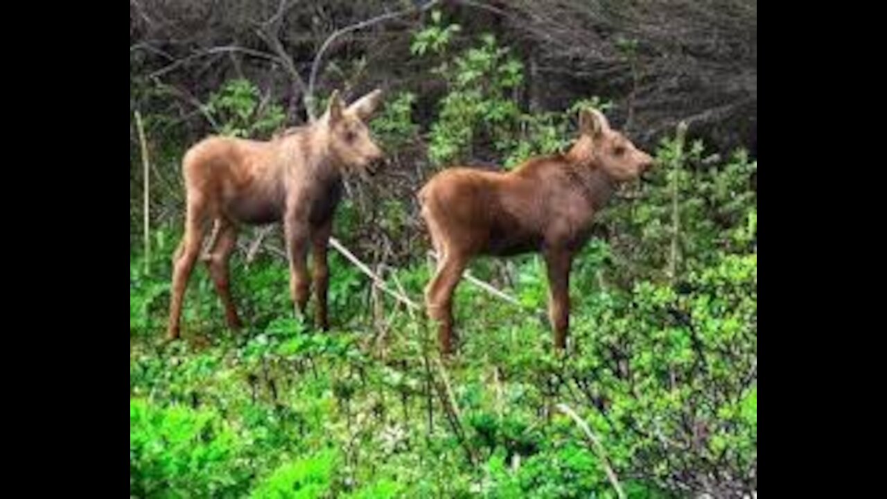 Mama Moose and two adorable calves crossing the road