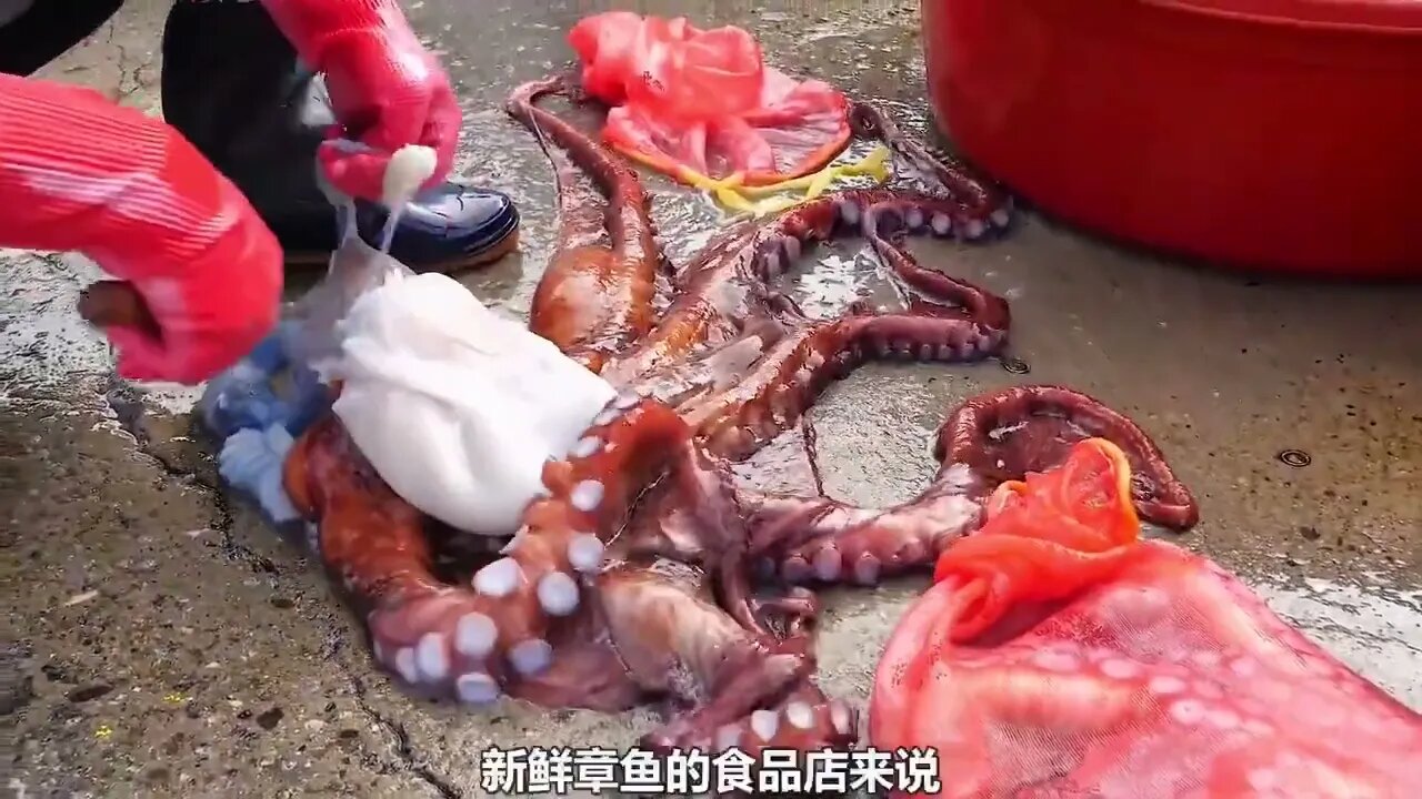 Catch giant octopus