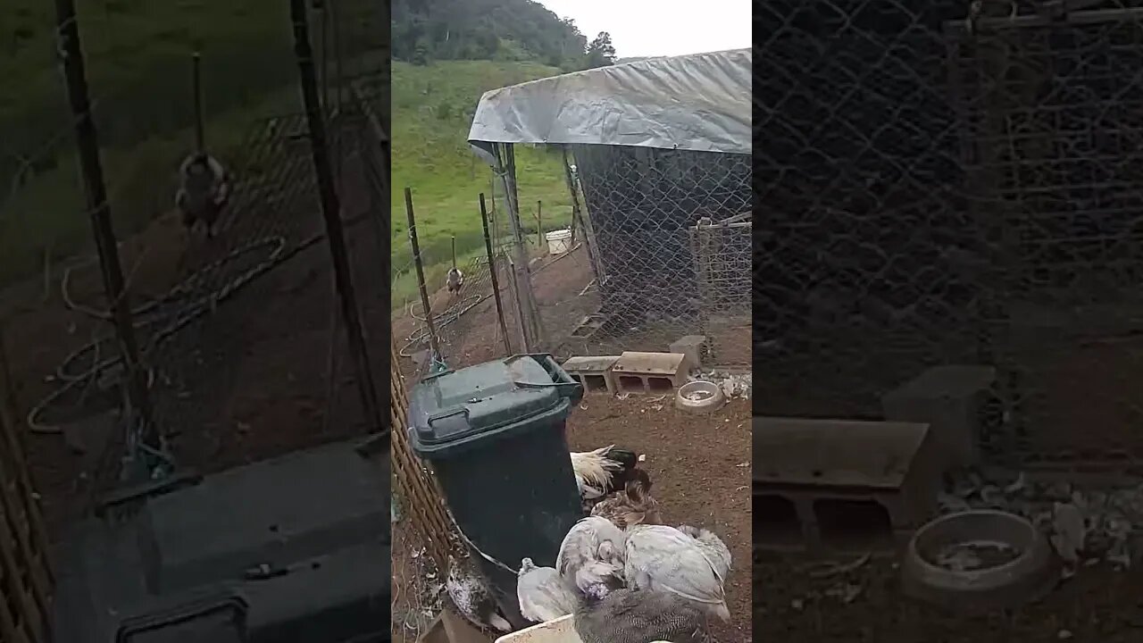 Farm cam. Guinea fowl keets preening