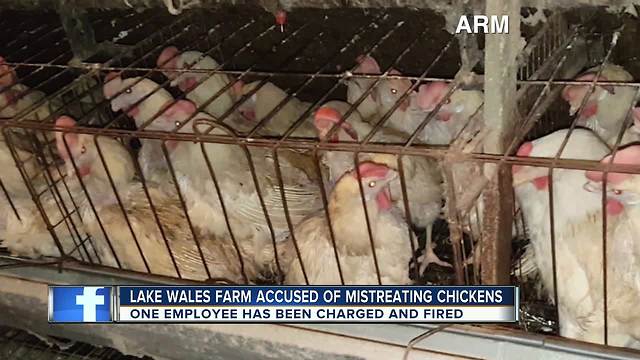 Investigation reveals deplorable conditions, animal abuse at Lake Wales egg farm