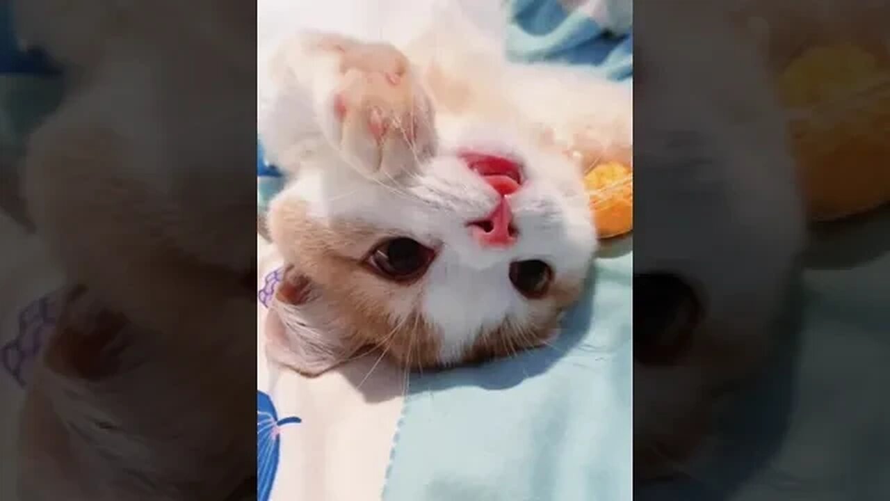 PLAYING CAT VIDEO MEAWWW