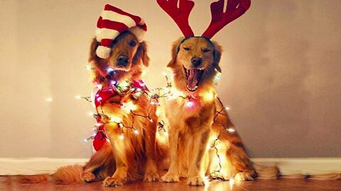 Funniest Dogs In Christmas Costumes 2023 [Funny Pets Video] #funnydogs #christmas