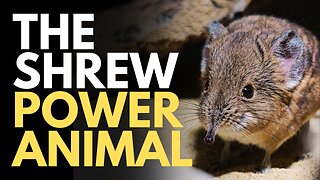 Shrew Power Animal