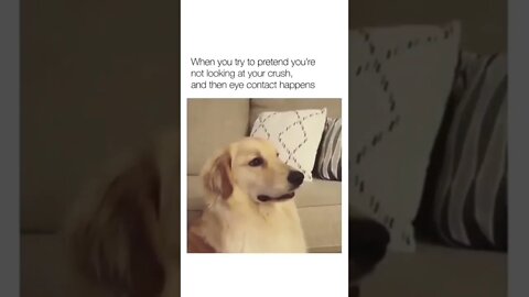 🥺😂😂 #shorts #shortsvideo #funny #dog #fyp