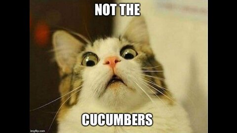 CAT VS CUCUMBER