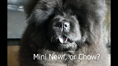 Cute Chow chow puppy poses for the camera.