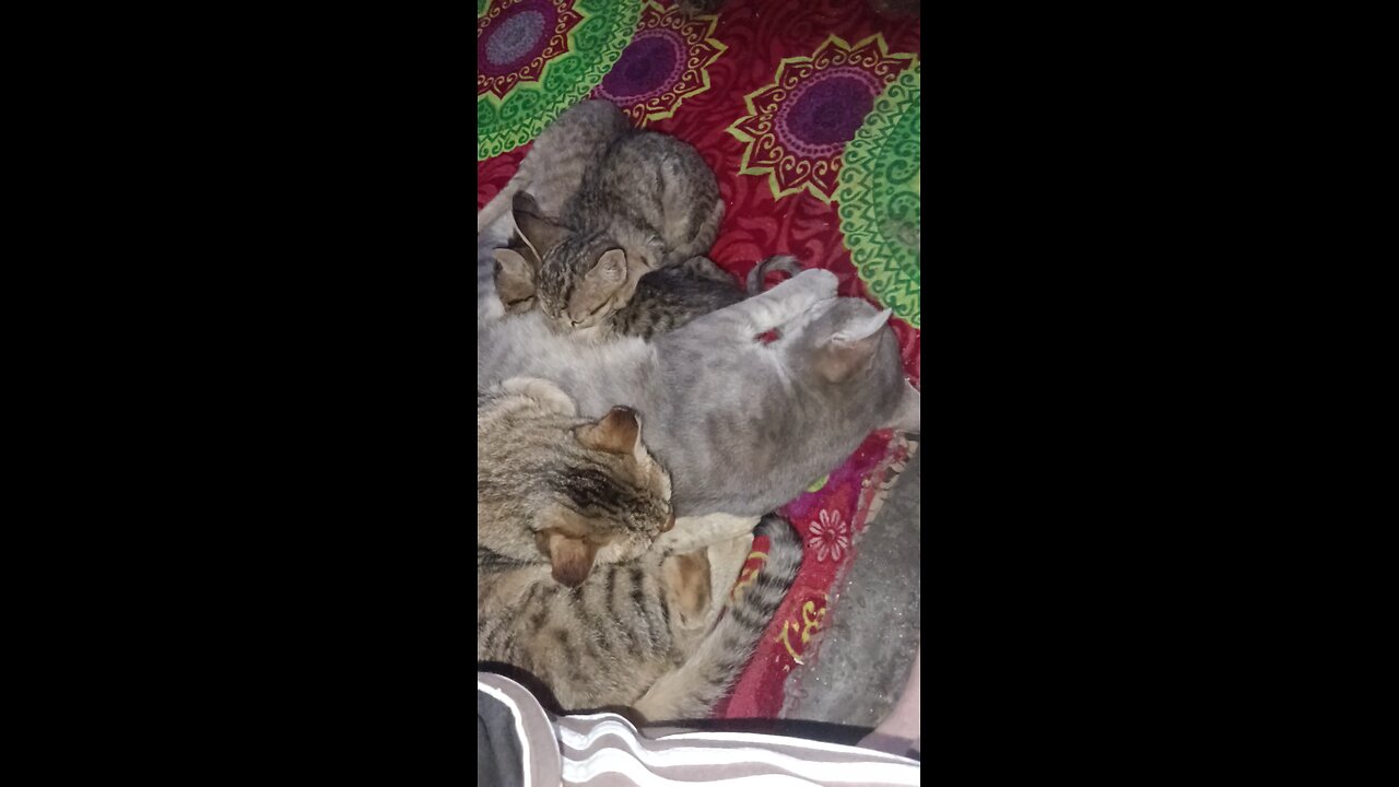 cute cat sleeping