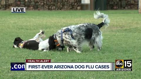 Dog flu now in Arizona: what you need to know