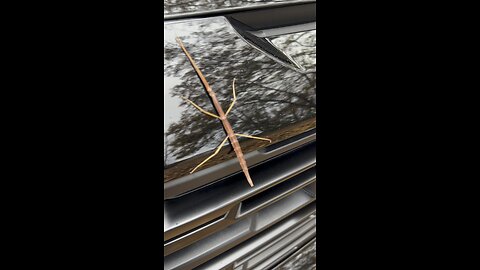 Stick bug!