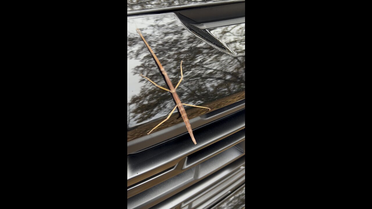 Stick bug!