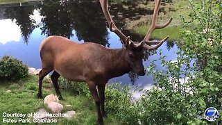 Elk visits Estes Park home