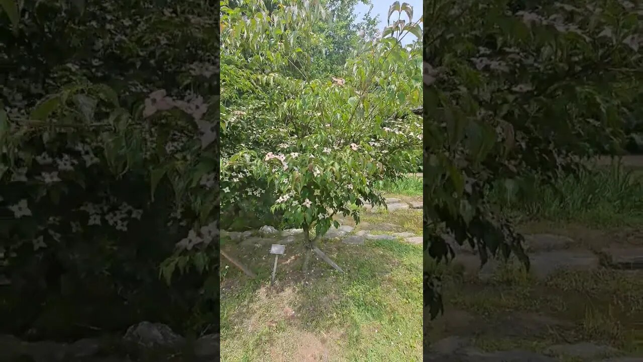 부천 무릉도원 수목원 - 산딸나무