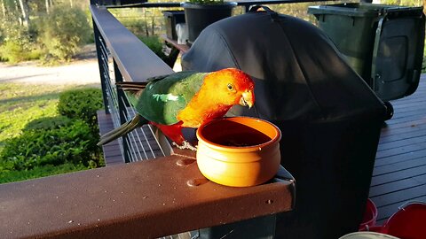 Wild Parrot Selfie