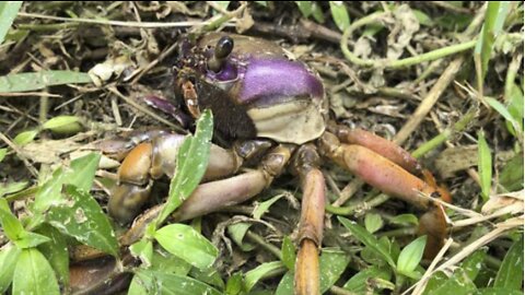 NEW: Homeowner talks about massive crab invasion in Port St. Lucie