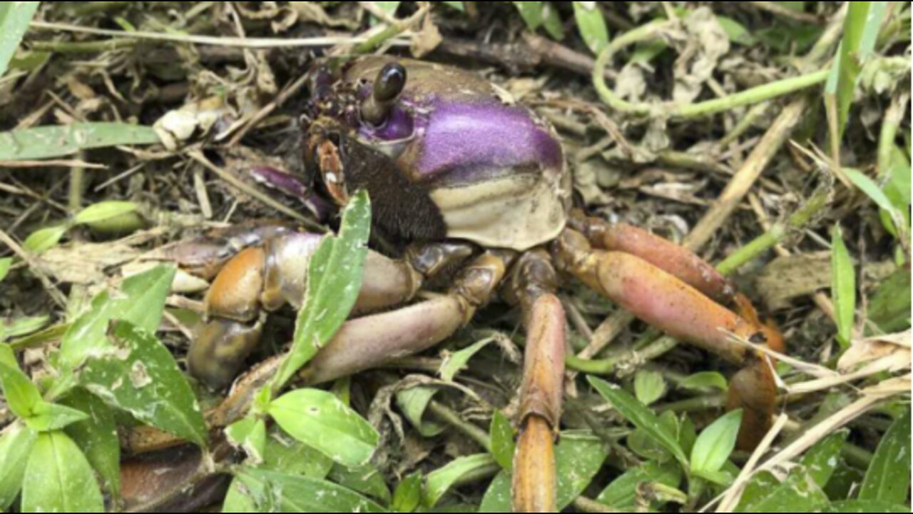 NEW: Homeowner talks about massive crab invasion in Port St. Lucie