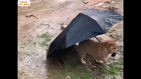 Very funny dog rain...🤣 amazing video