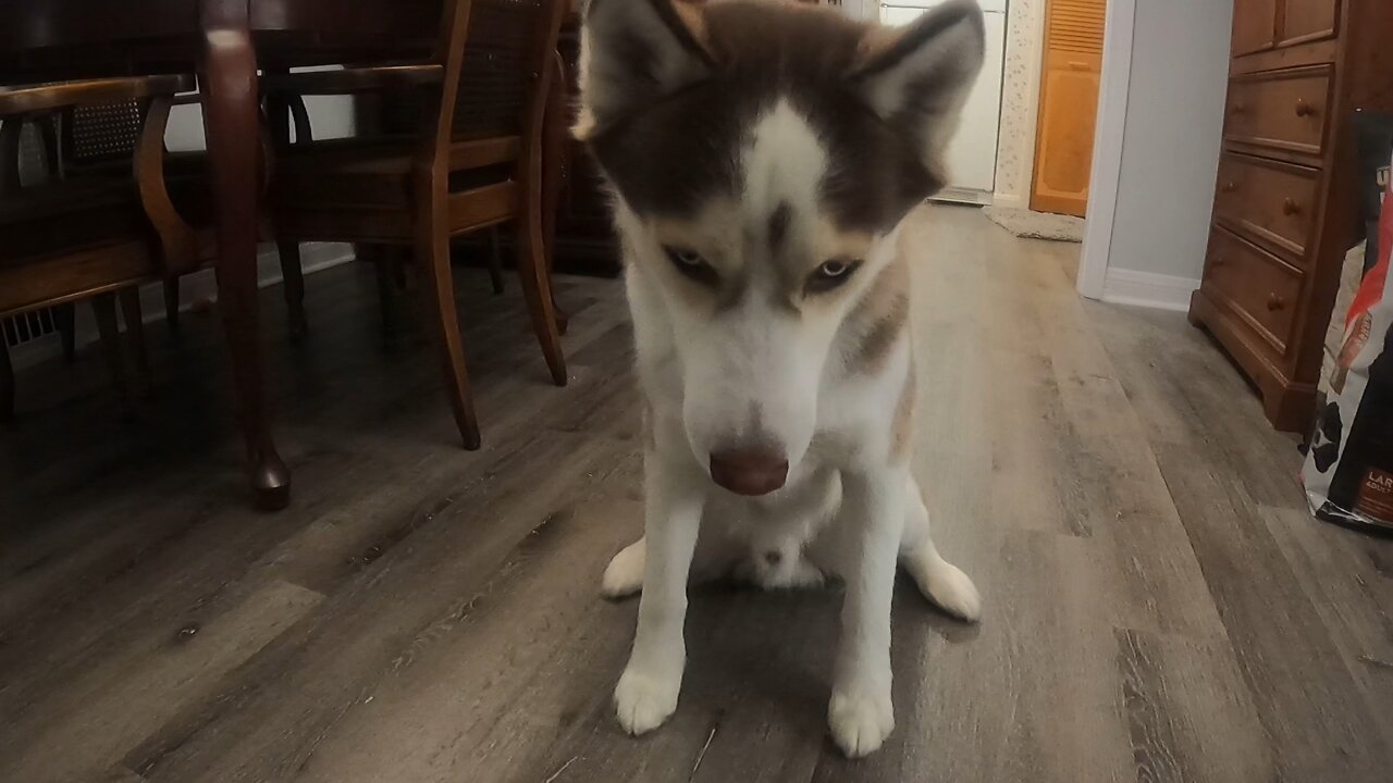 Daily dose of huskiness 3