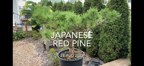 Japanese Red Pine Low Glow