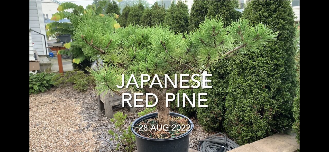 Japanese Red Pine Low Glow